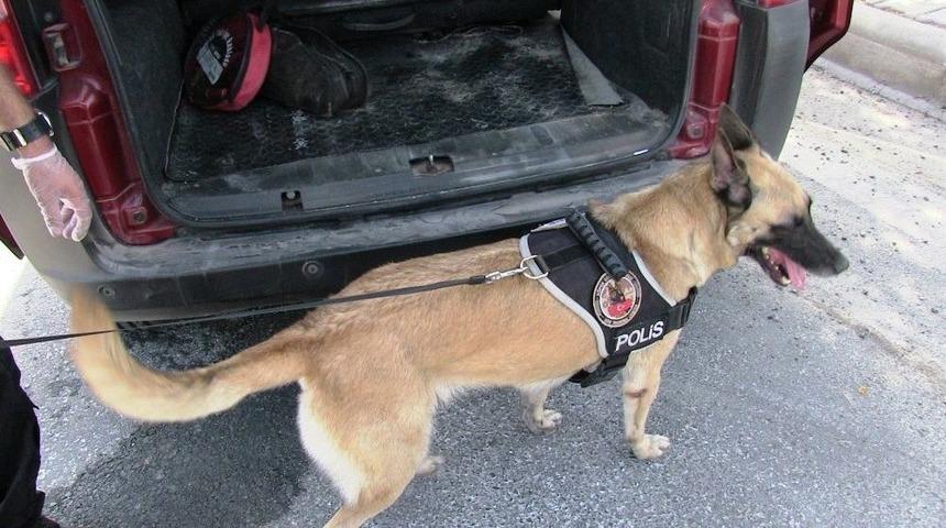 Ayakkabıdan Bonzai &Ccedil;ıktı