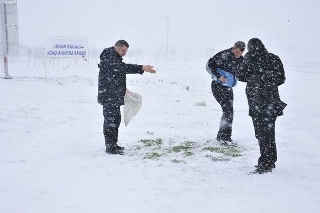 Karaman Belediyesi Aç Kalan Kuşlara Yem Bıraktı