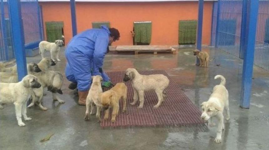 K&ouml;pek Barınma Evinde Kış Ayı Tadilat &Ccedil;alışmaları Devam Ediyor