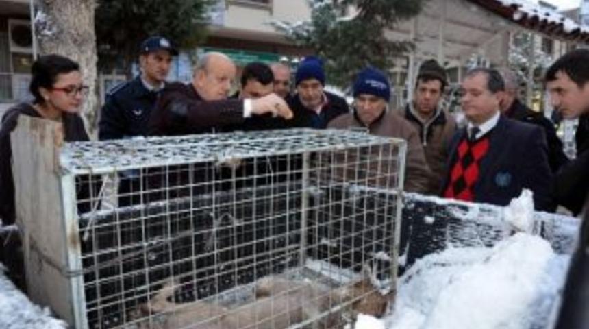 Karda A&ccedil; Kalan Kurt Şehre İndi