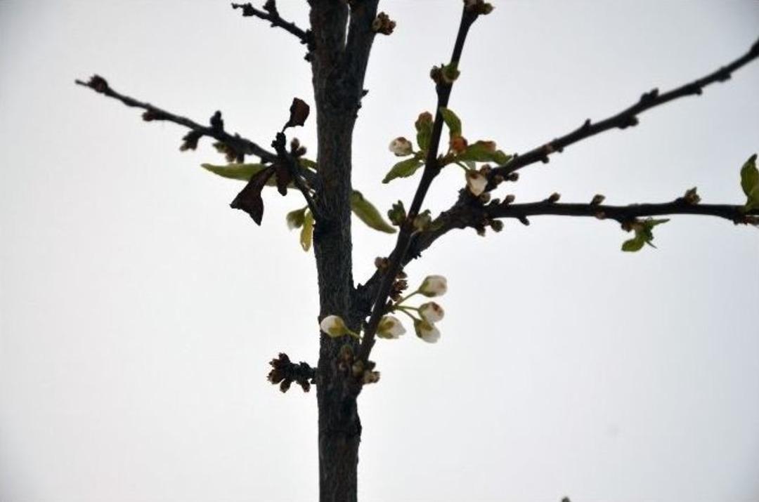 Osmancık&rsquo;ta Erik Ağacı &Ccedil;i&ccedil;ek A&ccedil;tı