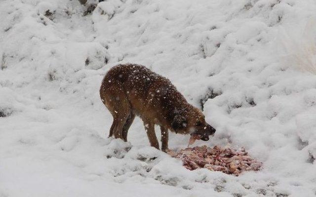 Karab&uuml;k&rsquo;te Kar Esareti S&uuml;r&uuml;yor 1