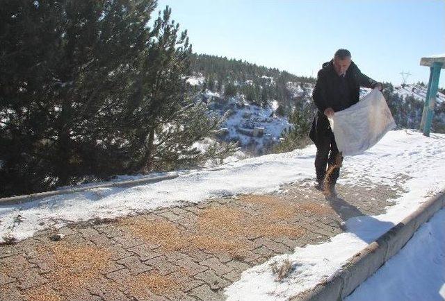 Yaban Hayvanları İçin Doğaya Yem Bırakılıyor