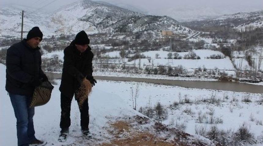 Koyulhisar&rsquo;da Doğaya Yem Bırakıldı