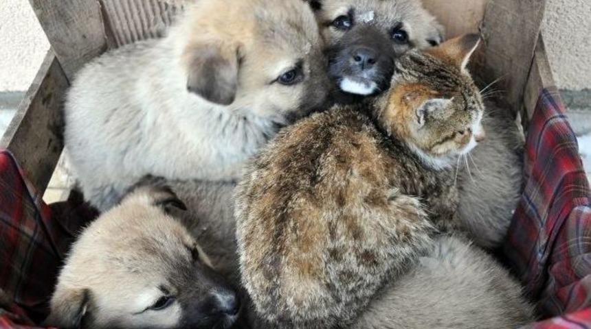 Olumsuz Hava Şartları Hayvanları Da Etkiliyor