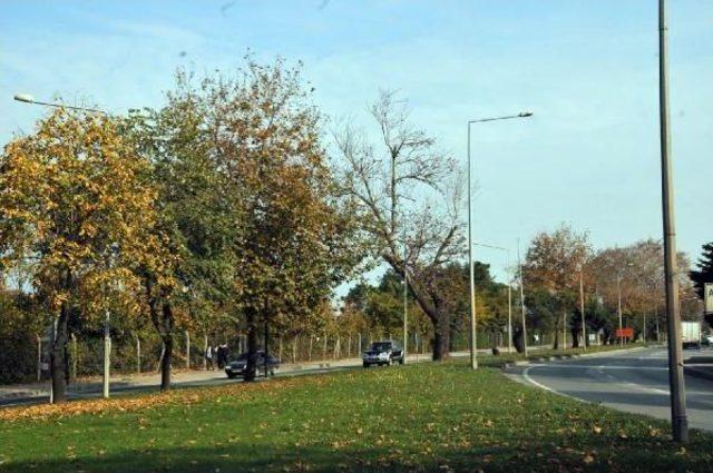 YALOVA BELEDİYE BAŞKANI: AĞAÇLARI SÖKEMİYORUZ, MECBUREN KESİLECEK