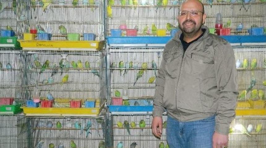 Muhabbet Kuşlarını El &Uuml;st&uuml;nde Tutuyorlar