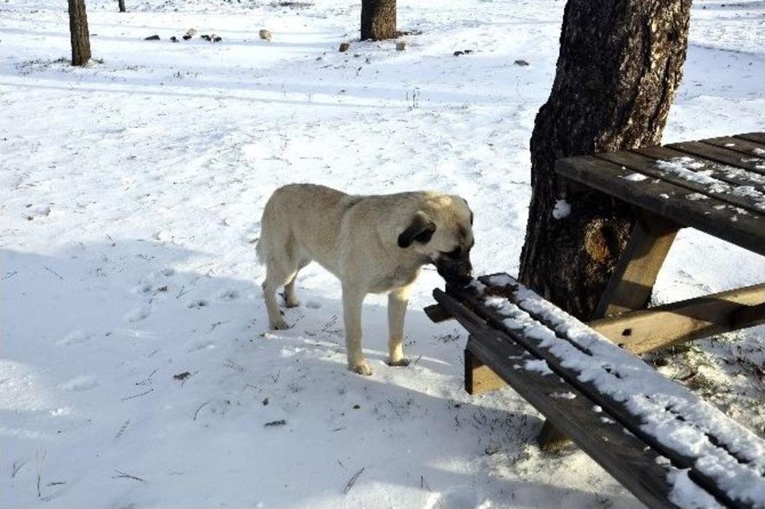 Kazan&rsquo;da Sokak Ve Yaban Hayvanları İ&ccedil;in Doğaya Yiyecek Bırakıldı