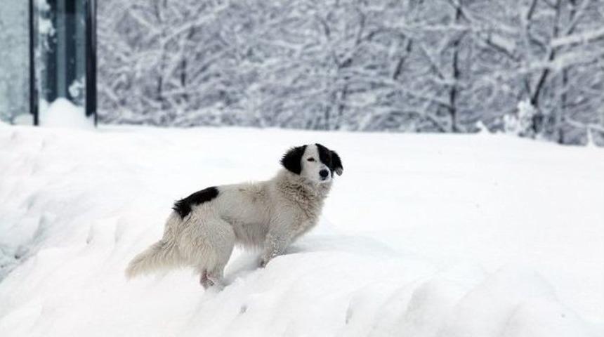 B&uuml;y&uuml;kşehir Belediyesi Veteriner Hizmetleri Şube M&uuml;d&uuml;r&uuml; Nagihan Yaman, Sokak Hayvanları İ&ccedil;in &Ccedil;ağrıda Bulundu