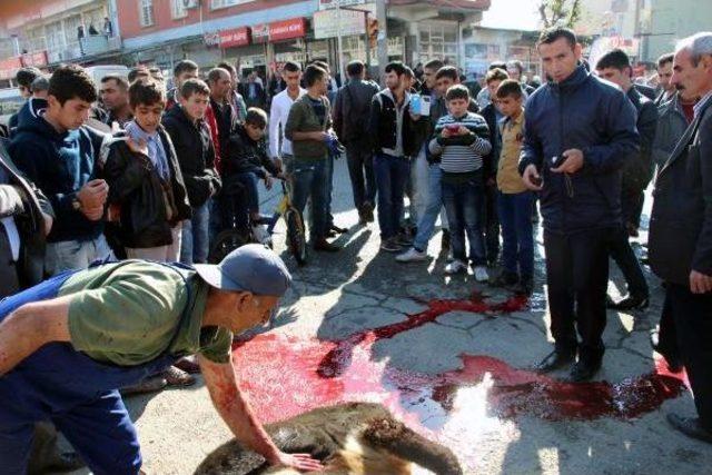 BELEDİYE ZABITASI BAŞIBOŞ İNEĞİ CADDEDE KESTİ