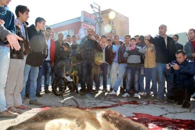 BELEDİYE ZABITASI BAŞIBOŞ İNEĞİ CADDEDE KESTİ