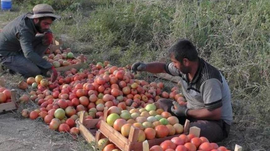 Muş'ta Domatesin Kilosu 40 Kuruş
