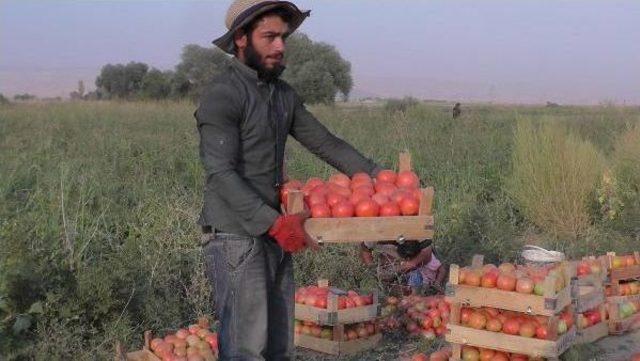 Muş'ta Domatesin Kilosu 40 Kuruş