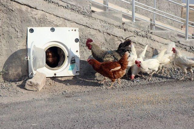 (özel Haber) Bozulan Çamaşır Makinesinin Kapağını Kümesine Kapı Yaptı