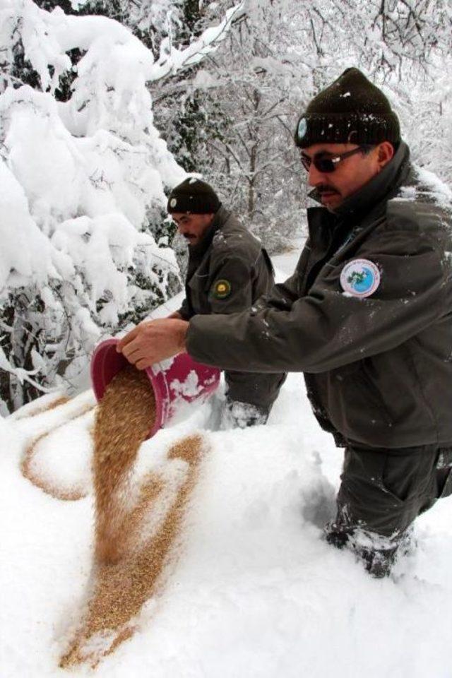 Zonguldak'ta Yaban Hayvanları Için Doğaya Yem Bırakıldı