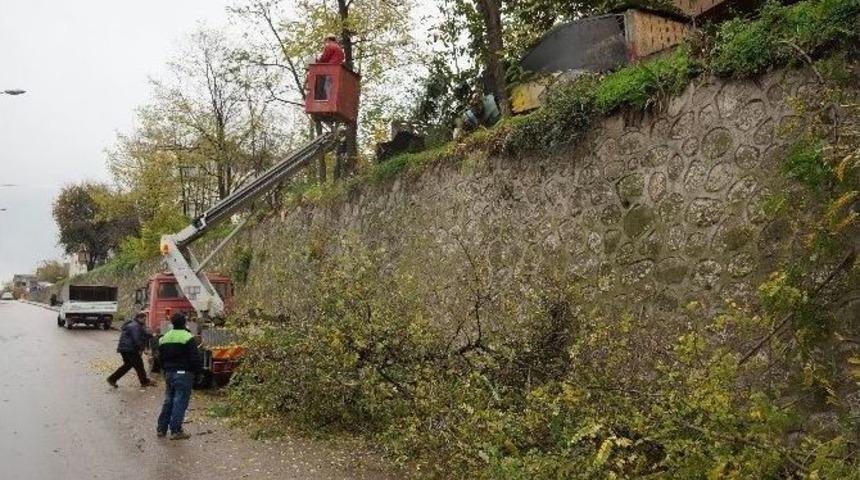 K&ouml;rfez Belediyesi Ağa&ccedil;ları Buduyor