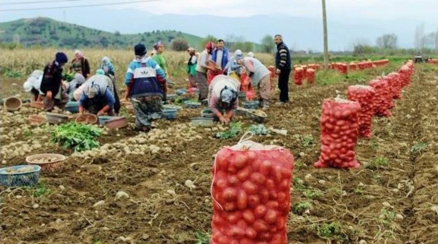 Soğuk Hava &Uuml;reticilerin Hasadını Yavaşlattı