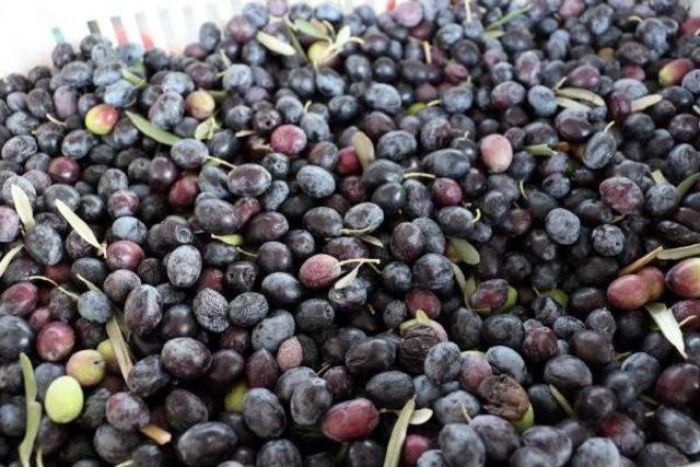 Hatay da Zeytin Hasadı Başladı 1