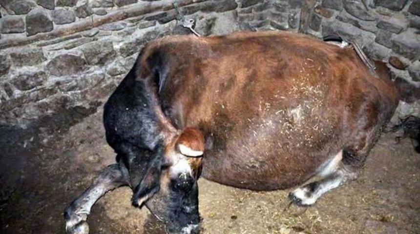 KAVURMA ATEŞİ K&Ouml;YDE EVİ VE AHIRLARI YAKTI: 4 B&Uuml;Y&Uuml;KBAŞ HAYVAN TELEF OLDU