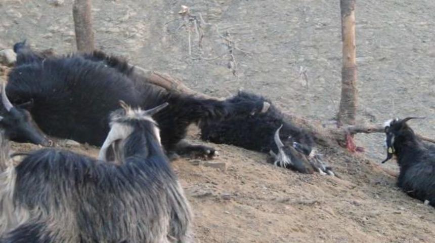 Kurtlar, Derecik'te 20 Ke&ccedil;iyi Telef Etti