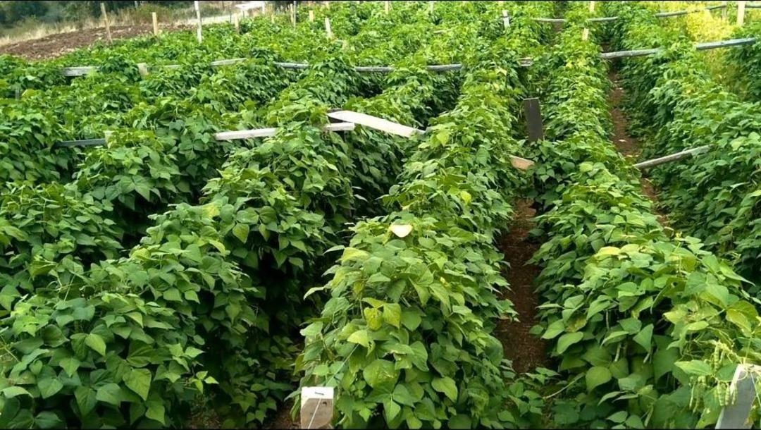 Bu Fasulye Pazara İnmeden Satılıyor