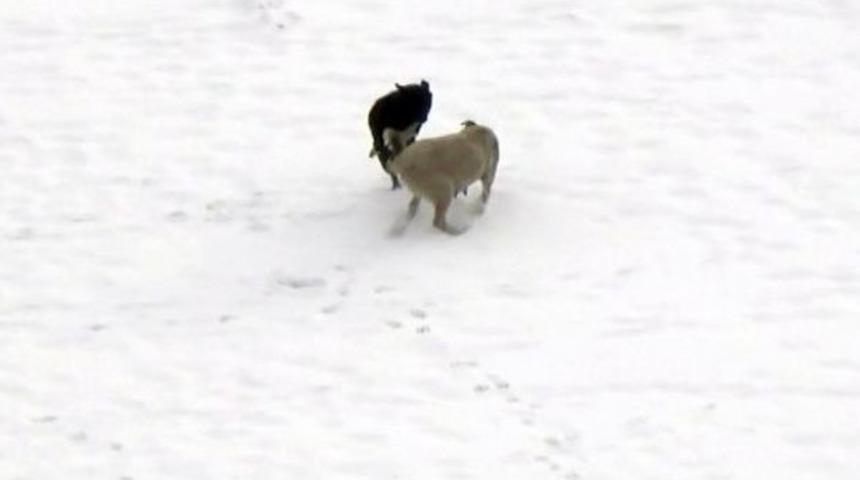 K&ouml;peklerin Kar Eğlencesi