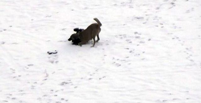 Köpeklerin Kar Eğlencesi