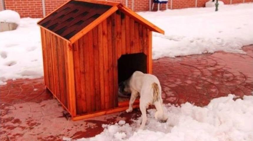 (&ouml;zel Haber ) Her Şey Kar &Uuml;st&uuml;nde &Uuml;ş&uuml;yen Hayvanları G&ouml;rmeleriyle Başladı