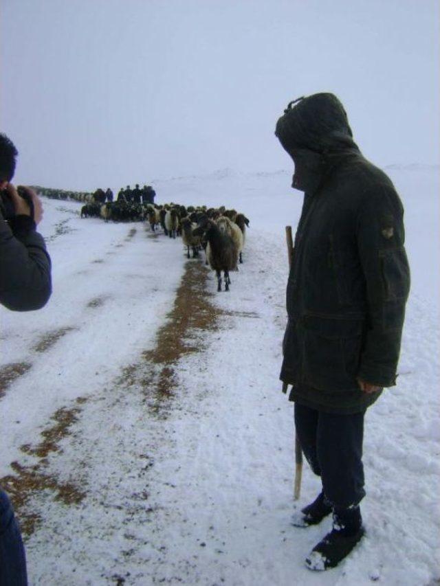 KARDAN KAPANAN YOLDA MAHSUR KALAN ÇOBANLAR VE 700 HAYVAN KURTARILDI