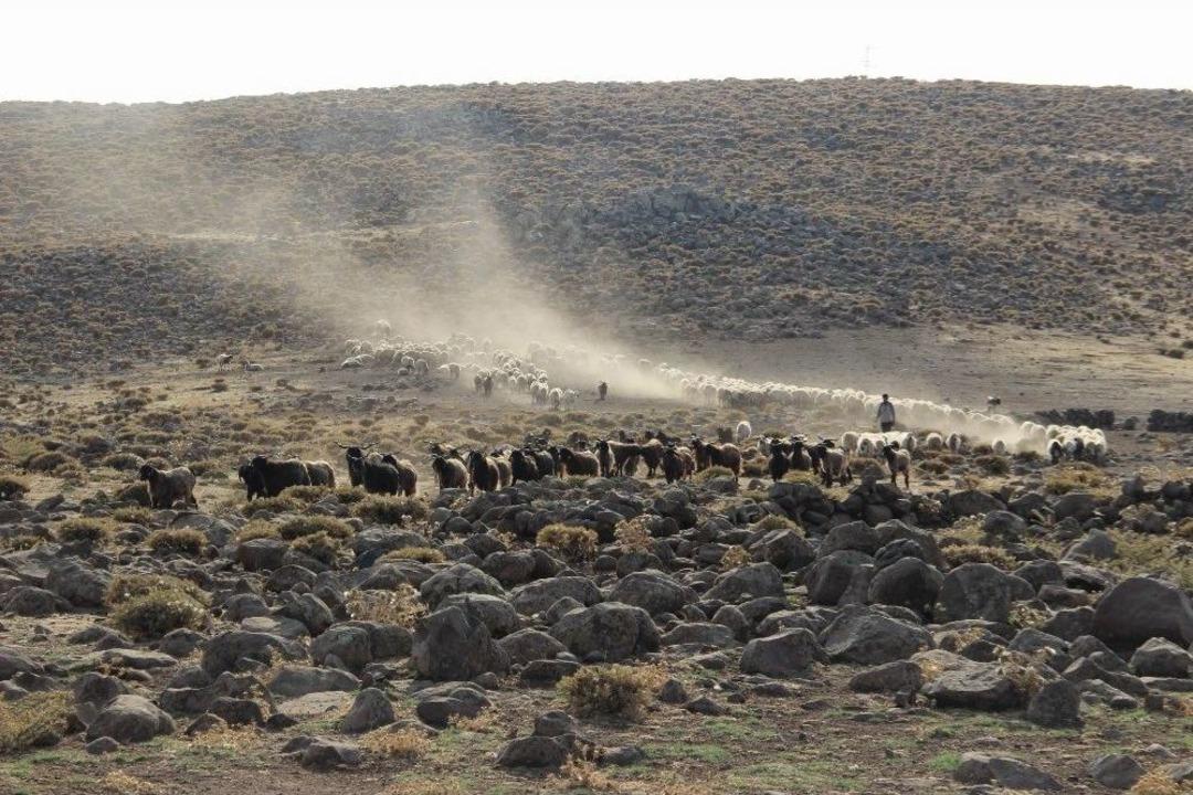 Yem Fiyatları Karacadağ&rsquo;da Hayvancılığı Vurdu