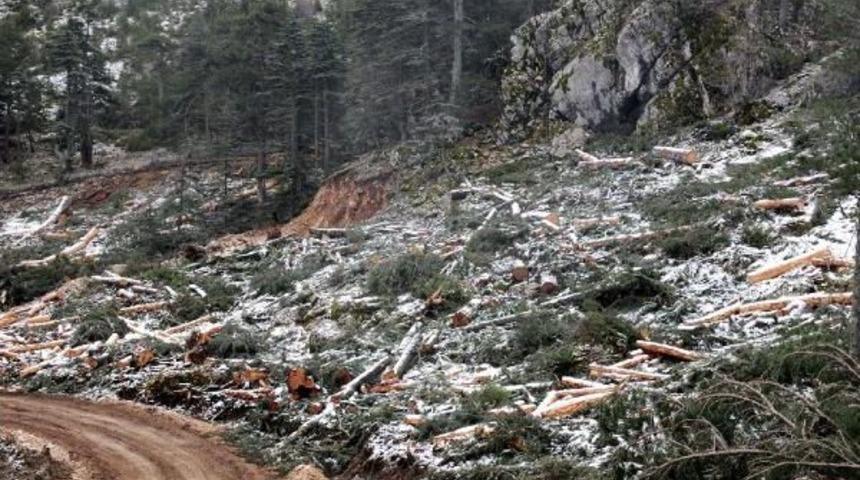 Sedir Ağacının Ağzından Iki Bakanlığa Deklarasyon