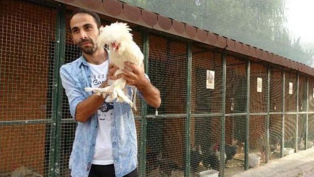 Rekt&ouml;r&uuml;n Isteğiyle S&uuml;s Tavuklarını &Uuml;niversiteye Taşıdı 1