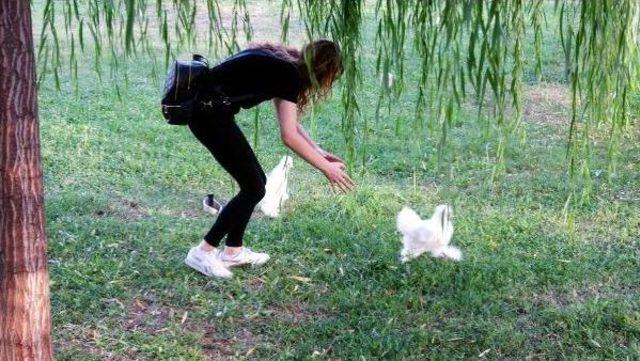 Rekt&ouml;r&uuml;n Isteğiyle S&uuml;s Tavuklarını &Uuml;niversiteye Taşıdı 3