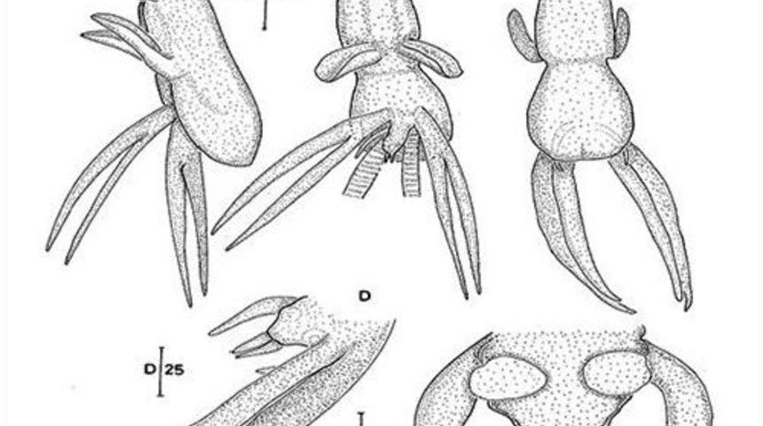 Mersin’de Yeni Bir Deniz Parazit Türü Saptandı