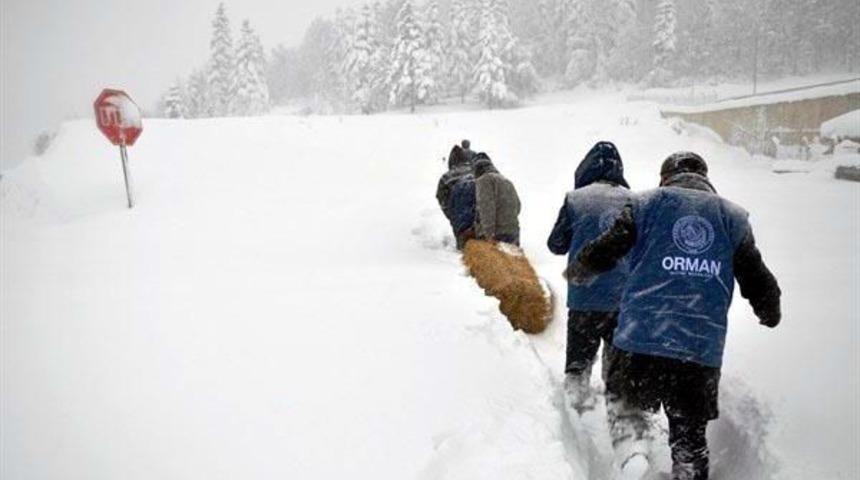 Cide'de Yaban Hayvanlarına Yem Bırakıldı