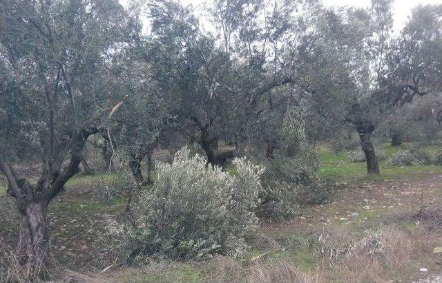 Kar Ve Rüzgar Zeytin Dallarını Kırdı