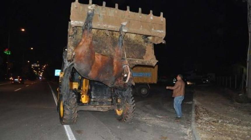 OTOMOBİLİN ÇARPTIĞI AT TELEF OLDU, SÜRÜCÜ YARALANDI