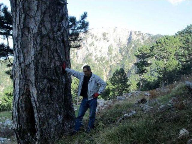 KAZDAĞLARI'NDA 3 ASIRLIK ÇAM AĞACI