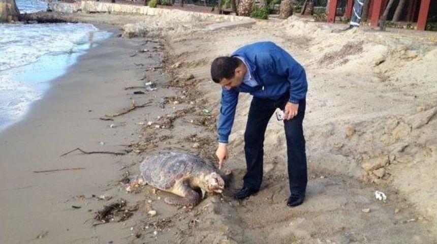 Kuşadası’nda Bir Caretta Caretta Ölüsü Daha