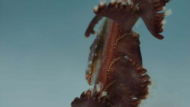 AYŞEGÜL DİNÇKÖK’TEN SUALTI FOTOĞRAF SERGİSİ: 'DERİN TUTKU AİR'