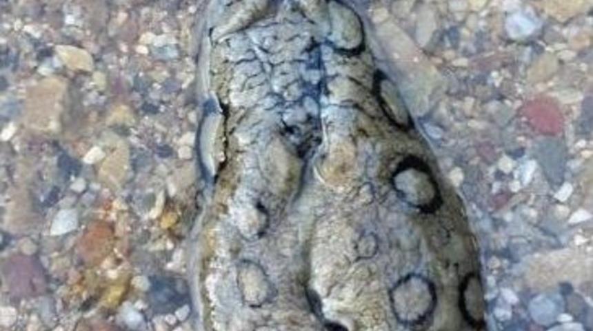 Omurgasızların Tek Doğurganı Marmaris Körfezi’nde