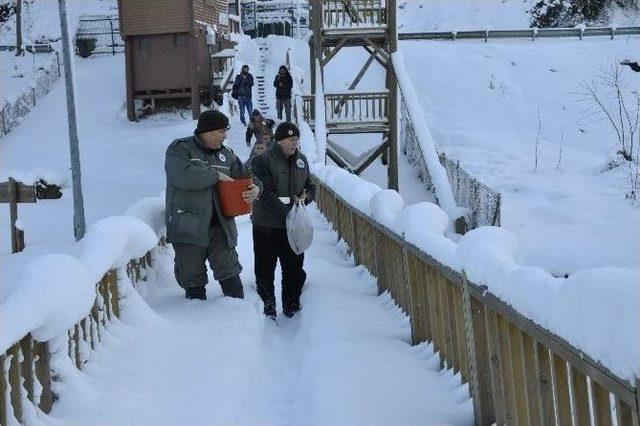 Düzce Milli Parklar Şubesi Ekipleri Yabani Hayvanlara Yem Bıraktı