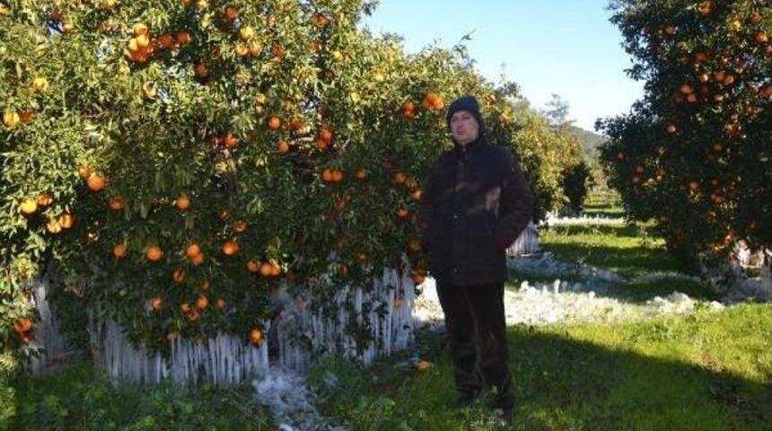 Ortaca, K&ouml;yceğiz Ve Dalaman'da Zirai Don (2)