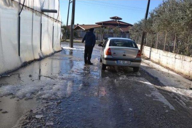 Ortaca, Köyceğiz Ve Dalaman'da Zirai Don (2)