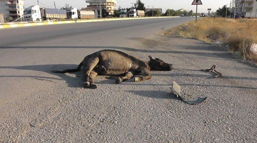 Başıboş Eşek Kazaya Sebep Oldu