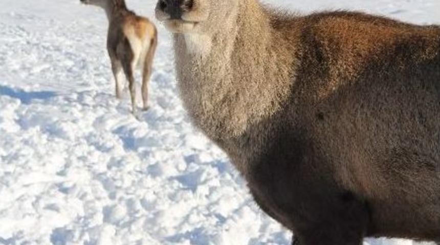 Hayvanat Bah&ccedil;esindeki Yaban Hayvanlarına Yem Bırakıldı