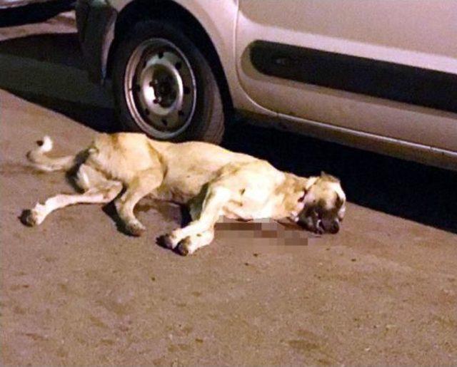 Hayvanseverler Köpeği Öldürenlerin Bulunmasını Istiyor