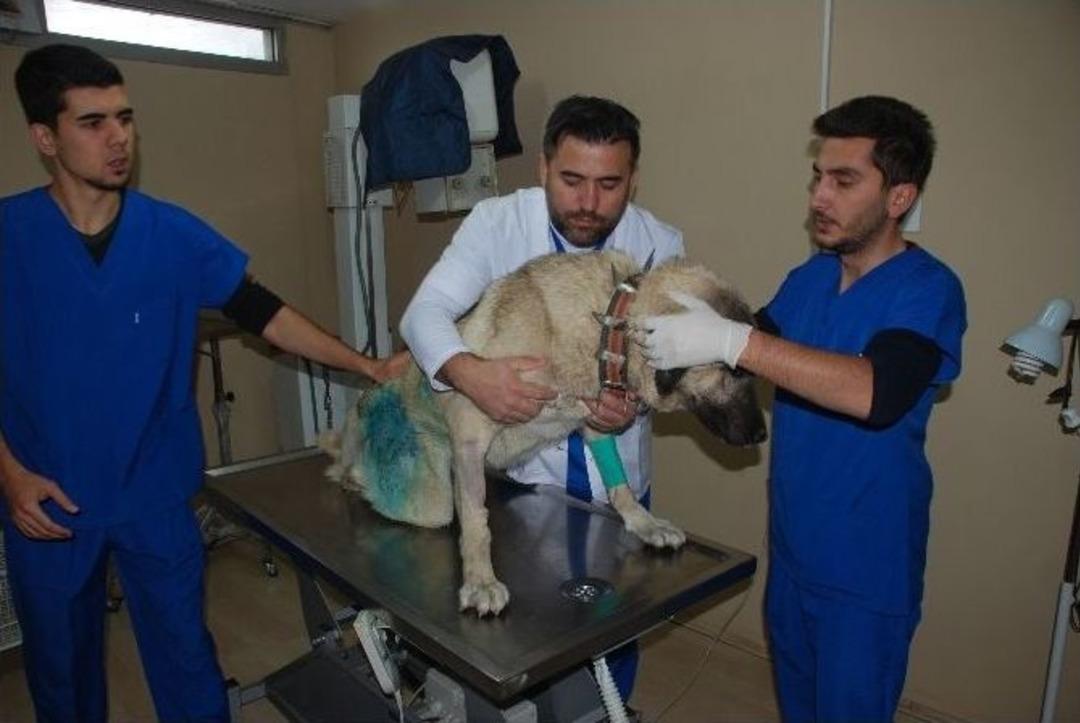 Av T&uuml;feğiyle Vurulan İki K&ouml;pek Hayata D&ouml;nd&uuml;r&uuml;ld&uuml;