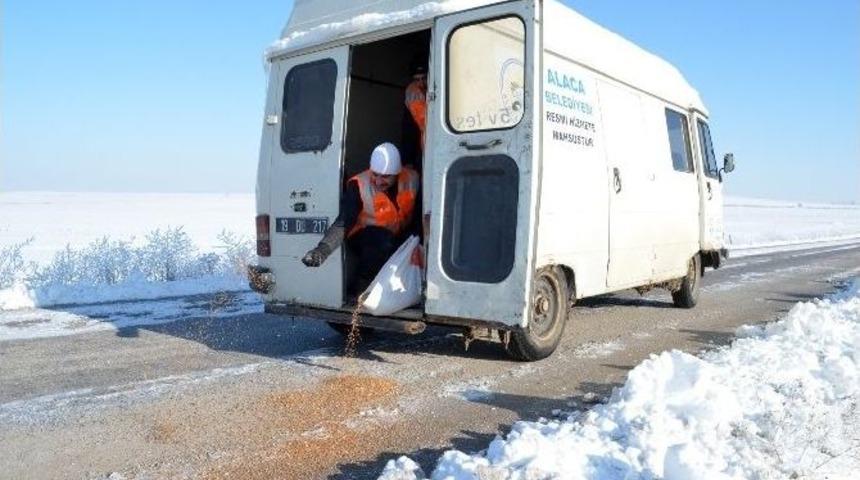 Alaca Belediyesi&rsquo;nden Yaban Hayvanları İ&ccedil;in Yem