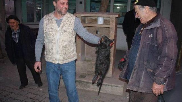 Su Maymunu Edirnelileri Tedirgin Etti